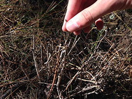 Fairweather shows off new growth from an aspen sapling, a prime target for elk when they aren't protected.