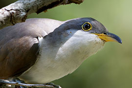 A yellow-billed cuckoo in Texas in this 2013 photo. The western population of the bird, which is also found in Arizona, has been declared a threatened species.