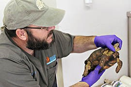 Jay Johnson, owner of Arizona Exotic Animal Hospital, examines a desert tortoise that will be offered for adoption by the Arizona Game and Fish Department.