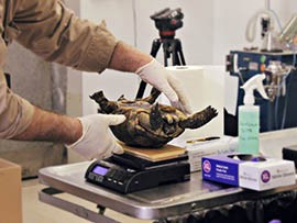 A desert tortoise is weighed as part of an health checkup required before the Arizona Game and Fish Department offers it for adoption.