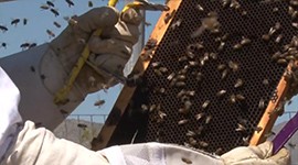 Locally produced honey is flying off the shelves – and producers are having trouble meeting demand. One beekeeper has resorted to buying from friends to try to keep up.