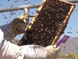 Tim Moore, owner of Honey Hive Farms, checks hives for any signs of trouble at a Litchfield Park farm.