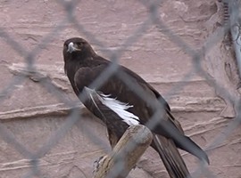 The Navajo Nation Zoological and Botanical Park, the only Native American-owned zoo in the country, has received a federal permit to distribute golden eagle feathers. Eagle feathers are otherwise illegal to sell, trade.