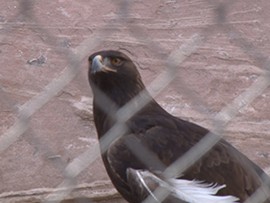 Years of habitat loss from urbanization, exposure to chemicals used in agriculture, and poaching caused the population of golden eagles to decline by an alarming rate, according to the U.S. Fish and Wildlife Service.