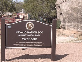 The Navajo Zoo, the only Native American zoo in the U.S., is part of a pilot program to legally release Golden Eagle feathers molted from its live birds to the Navajo people.