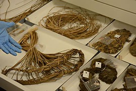 An Arizona State Museum official points to baskets in the museum's collection that are in various stages of weaving. These were not excavated from Native American graves, but they are the type of objects that are typically found in burial settings.