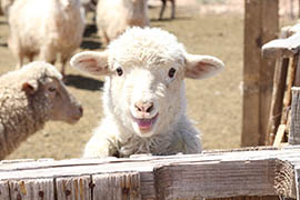 One of Marie Peyketewa's lambs.