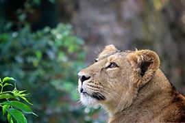 Each day London Zoo gives talks and the animal athletes show off their skills for fans. The animals being featured during the Olympic games include Lions, Zebras, Otters and Penguins.