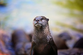 Otters, known for the swimming skills, are considered in the animal athletes of the world at London Zoo this summer, 2012.