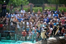 Penguins, known for being skilled divers, attract large audiences at the London Zoo on Thursday, August 9, 2012.